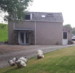 阿尔弗斯顿Tudor Cottage, Newby Bridge的四个塞满食物的动物躺在房子前面的草上