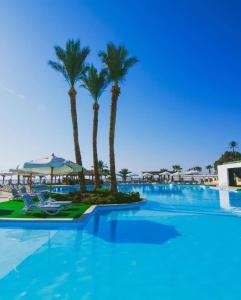 沙姆沙伊赫Queen Sharm Italian Club的一座棕榈树环绕的大型游泳池