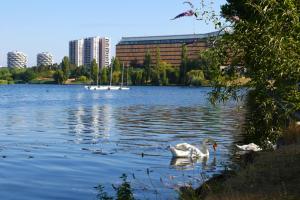 克雷泰伊The City Nest - Duke Housing的两个天鹅在城市的湖泊游泳