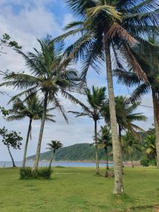 瓜鲁雅Pé na Areia Sons do Mar的草地上一群棕榈树
