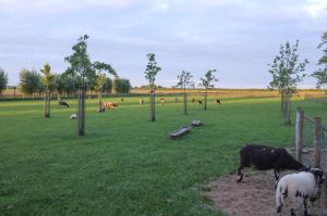 迪尔斯泰德附近韦克德拿曲特迪克住宿加早餐旅馆的一群在草地上放牧的动物