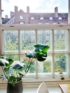 伦敦Imperial museum apartment的前面有盆栽的窗户