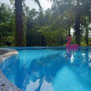 班农塔勒Koom Kachanaan的水中带粉红色火烈鸟的游泳池