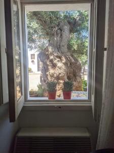 Macchia di MonteMasseria Vagone的树前有三棵盆栽植物的窗户