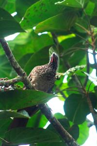 塔拉波托Green House Tarapoto的鸟栖息在树枝上