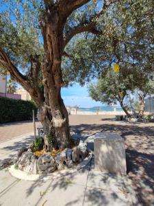扎博里克Apartments Bionda - seafront的海滩旁人行道上的一棵树