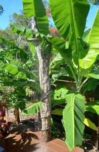 Picnic BayTropical Retreat on Magnetic Island的香蕉树,大片绿叶