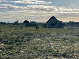 GouritzmondKuierbos的两头奶牛站在谷仓旁边的田野上