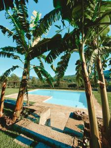 阿马里什Casa D' Almeidas的周围环绕棕榈树的游泳池