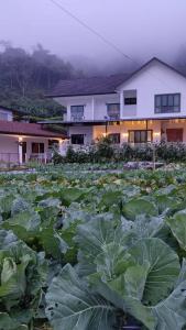 金马仑高原Ng Family’s Farm Stay的建筑前方的一大片生菜