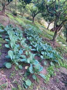 木州县Mường sang farmstay的田野中的一排绿色植物