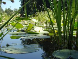Mužilovčica拉夫里克乡村旅游家庭旅馆的池塘里的一群百合