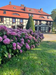 达尔沃沃格斯西尼匝姆科威宾馆的建筑前的紫色花 ⁇ 