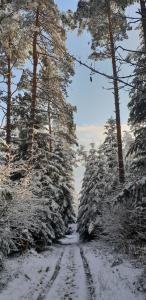 科曼恰Przystanek Letnisko的雪覆盖着树木和脚印的雪地道路