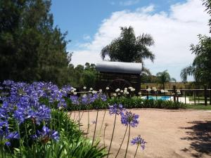 亚特兰蒂斯达埃斯坦西亚文艺复兴酒店的一座花园,花园内种有紫色花卉,后面有拖拉机