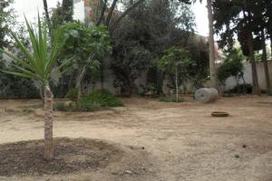 莫纳斯提尔Villa meublée à skanes Monastir的泥土堆积场里的一棵小棕榈树