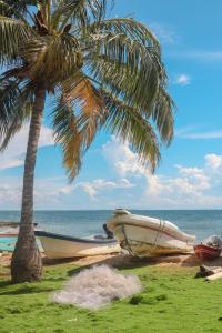 穆库拉岛Dahlandia的棕榈树旁的海滩上的船只