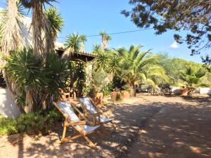 米乔尔海滩Apartamentos Laura Playa de Migjorn的两把草坪椅坐在棕榈树庭院里