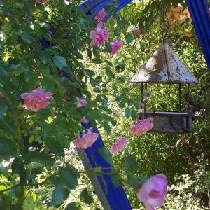 拉瓦勒La cabane du bon chemin ,spa的一只鸟儿从树上挂着粉红色的花朵