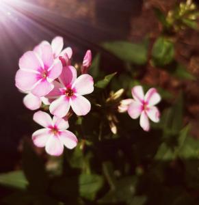 VarsbergFairytale Memories SPAS Privatifs的一组粉红色的花,有太阳在背后