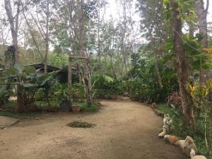 董里Baansuan Suksangob Farm Stay的林中树木和植物的土路