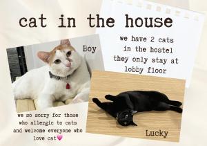 曼谷伊莎白旅舍的一只猫在房子里,一只猫的照片