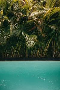 乌鲁瓦图The Room Padang-Padang的一组棕榈树,位于游泳池旁