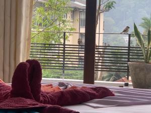 康提Kandy IVY Banks Holiday Resort的躺在床上看窗外的人