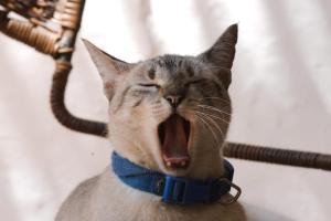 巴里查拉庭拓旅舍的一只戴着蓝色领子的猫,嘴巴张开