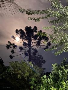 维奥康德马奥Pousada Chalés Canto do Rio的森林中的一个树,晚上