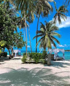 图鲁斯杜Samura Maldives Guest House Thulusdhoo的棕榈树海滩,长凳和大海