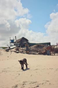 巴拉德瓦利扎斯Para un poquito relax的一条狗在海滩上行走,后面有一座建筑