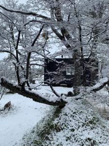 科伊艾科Tiny House, Cabaña的树被房子旁边的雪覆盖