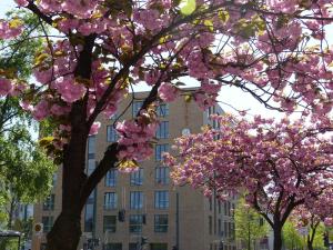 柏林致青春特里夫酒店的两棵树,在一座建筑前有粉红色的花