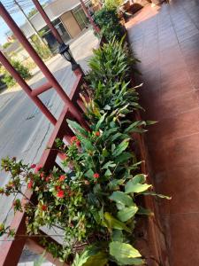 芭堤雅市中心Pattaya inn By Thai Smile的阳台上的一排植物