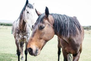 KalganMajuba Country Lodge的两匹马在田野里彼此毗邻