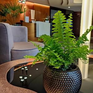 科希切日纳巴组尼酒店&Spa的花瓶和植物坐在桌子上
