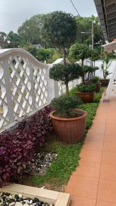 关丹Beit Azzahra Private Pool Villa at Pantai Batu Hitam的白色的栅栏,有盆栽的树木和植物