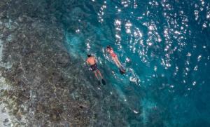 迪德赫胡海德维海滩度假及spa酒店的两个人在海洋里游泳