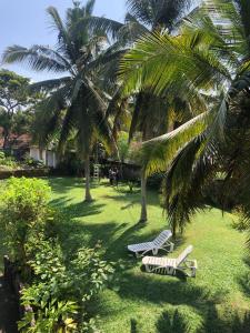 Kalutara NorthCandle House的两把躺椅,在棕榈树下,在院子里