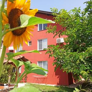 帕莫瑞Guest House Sunflowers的红色建筑前的向日葵