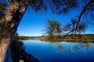 布伦瑞克黑兹Reflections Ferry Reserve - Holiday Park的从两棵树之间可欣赏到湖泊美景