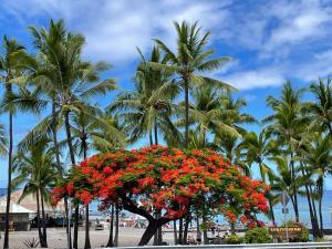 科纳科纳海岸卡哈路海滩别墅的棕榈树前种有红花的花树