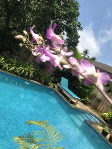马拉利库兰Marari Dreamz Homestay的游泳池前有紫色花