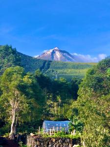 Quinta Pereirinha Farm, Pico Island, Azores - A Private 3 Bedroom Oasis on a Working Farm with Ocean View, Close to Swimming & Hiking Trails内部或周边泳池景观