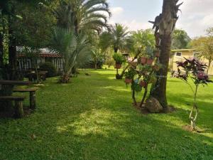 TamborCabaña en Alajuela en lugar tranquilo y con mucha naturaleza.的种有树、长凳和棕榈树的花园