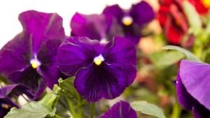 菲耶豪斯萨特尼公寓的花园里的紫色花