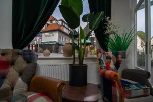 巴特萨尔茨乌夫伦Boutique Hotel的一间设有椅子的房间和一个种植了植物的窗户