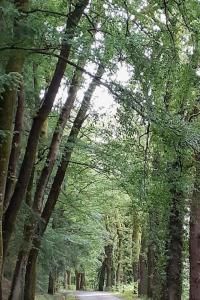 圣帕尔杜Gîte de la Grange的土路上的树林