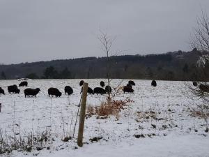 阿丁莱Garden Lodge close to Wakehurst and Kew Seed Bank Ardingly的一群动物在雪覆盖的田野里放牧
